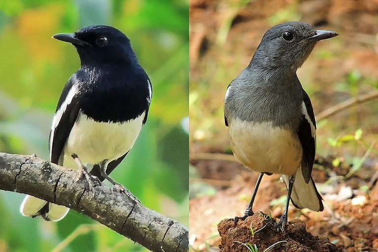 Male_Female_Oriental_Magpie_Robin_Photograph_By_Shantanu_Kuveskar.jpg