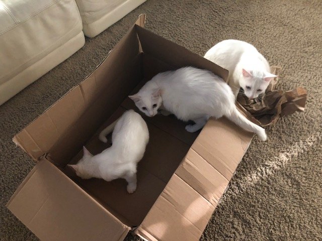 kitties box.jpg