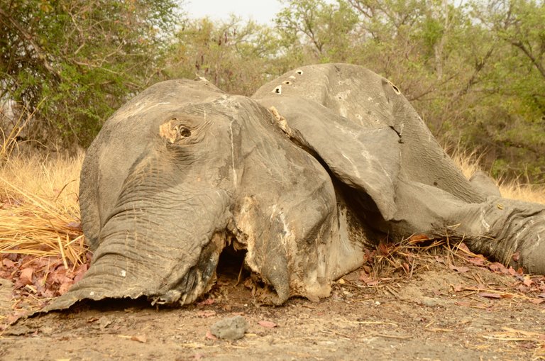 1.4 Poaching, 5 months old carcass in bush,Arthur,Chad,2017 (1).jpg