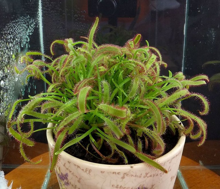 drosera-capensis-04_08_2014.jpg