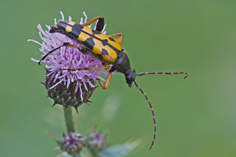 (Leptura maculata) Spotted Longhorn_Teke Böçeği.jpg