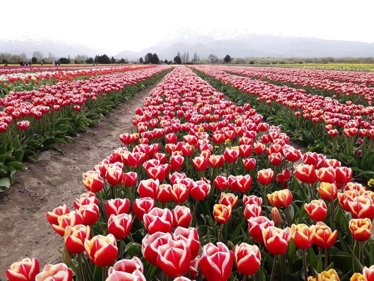 tulipanes2.jpg