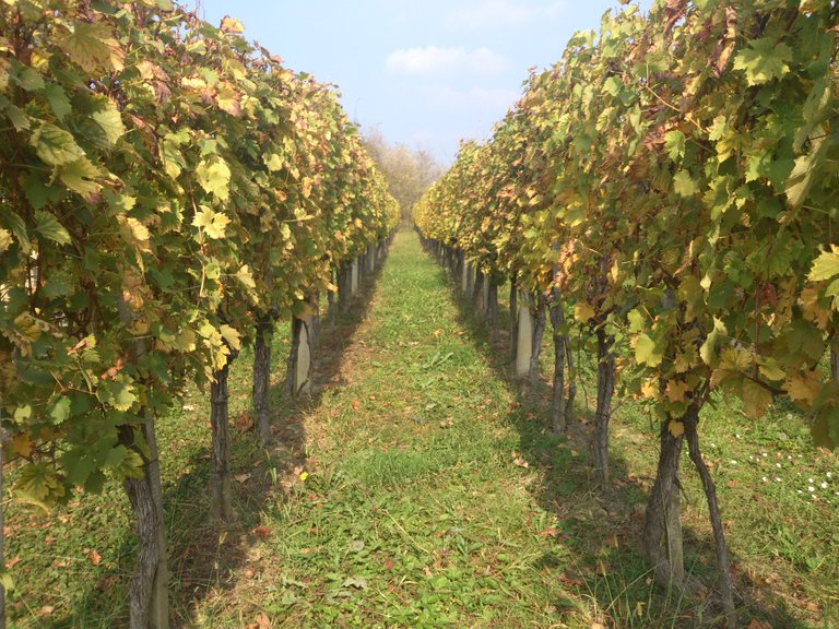 Vineyard In Autumn.jpg