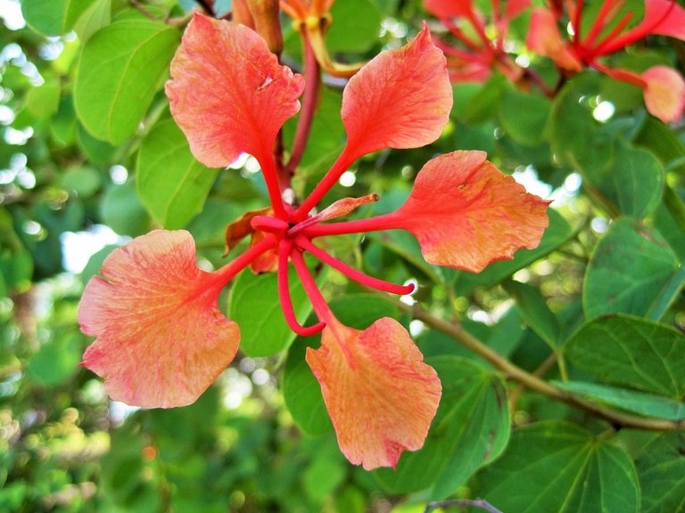 bauhinia-galpinii-293336_1280.jpg