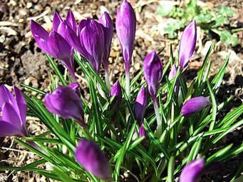 saffron crocus.jpg