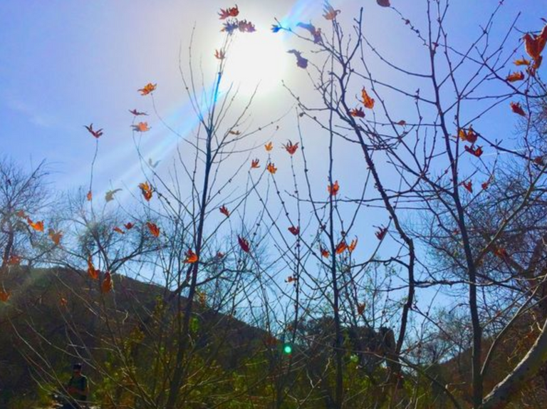 red leaves hikers lucid dreamers.png