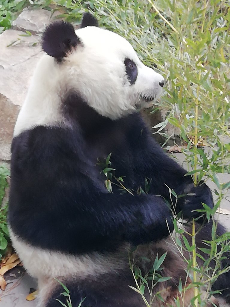 pandar.jpg