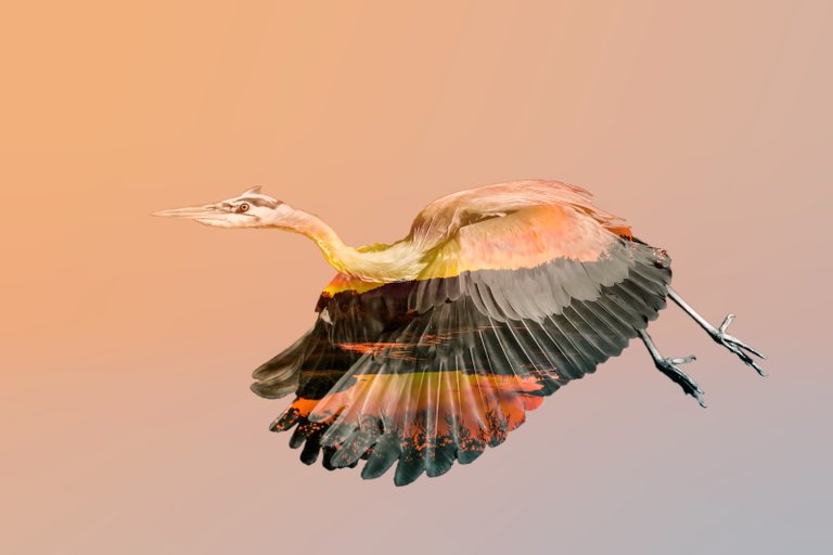 Heron-SUnrise-SAved-for-Web-akje.jpg