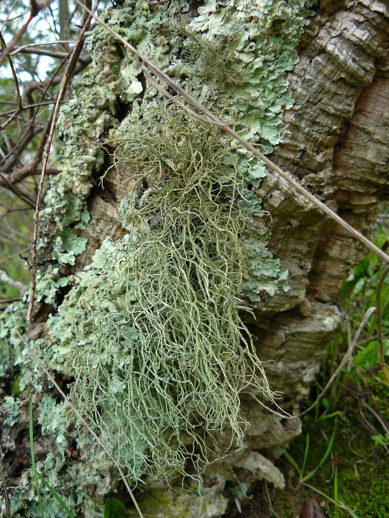 lichens cork lumix.jpg