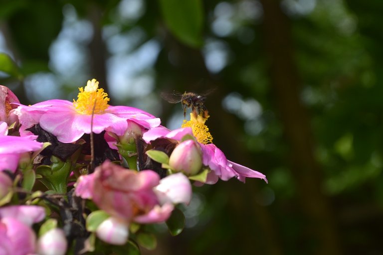 bienenbesuch-4.jpg