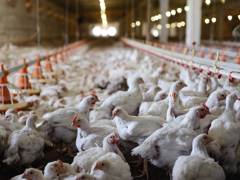 chickens.jpg