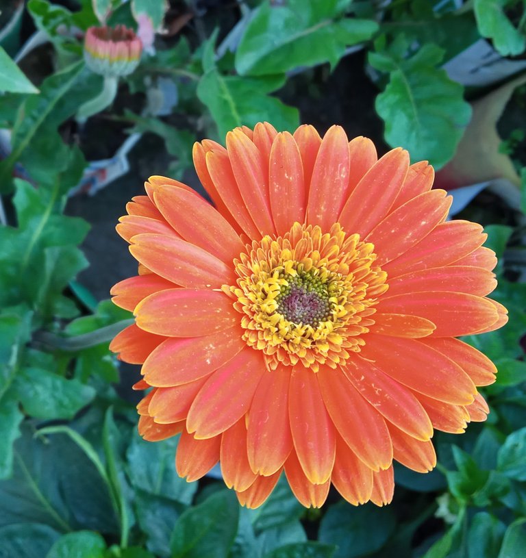 Orange Color Gerbera.jpg