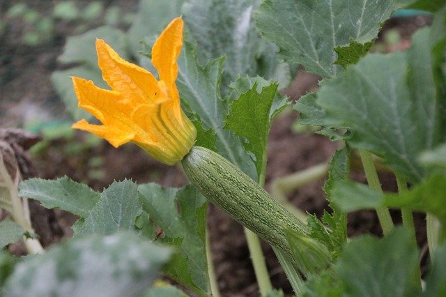 zucchini-3622003_640.jpg