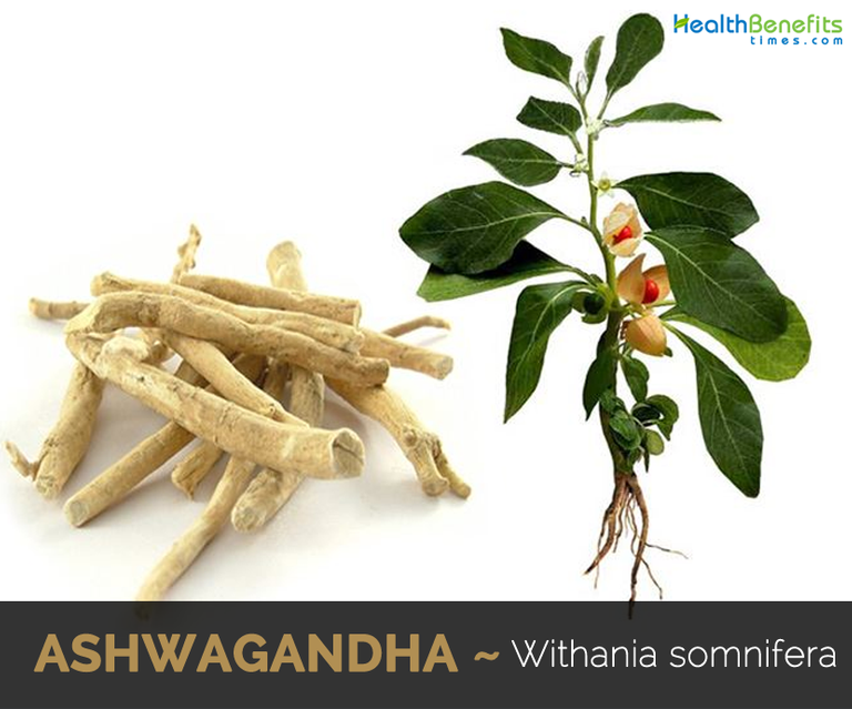 Ashwagandha.png