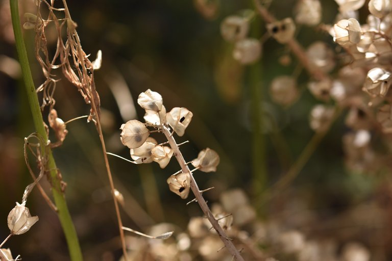 muscari seed pods drystuff 2.jpg