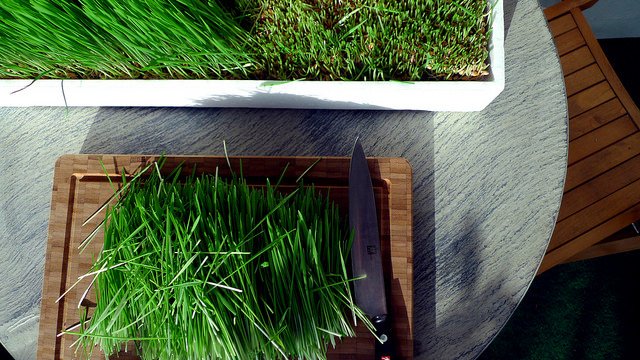 growing wheatgrass.jpg