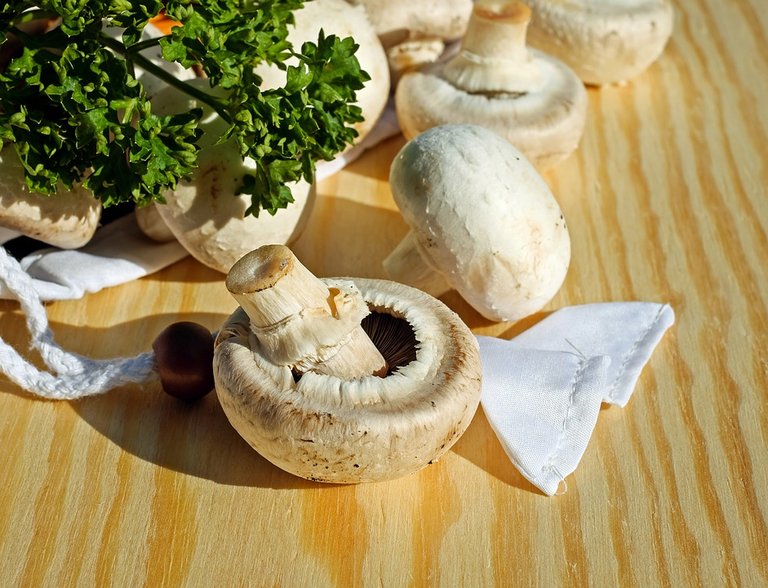 mushrooms-3199517_960_720.jpg