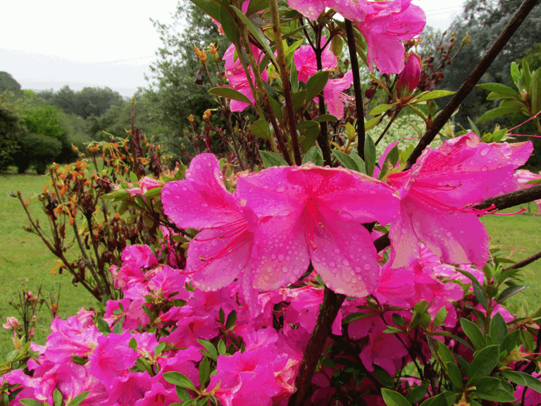 2883-Azalea.png