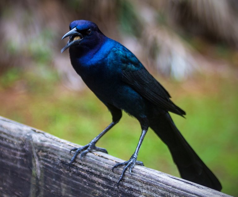 BoatTailedGrackleMale.jpg