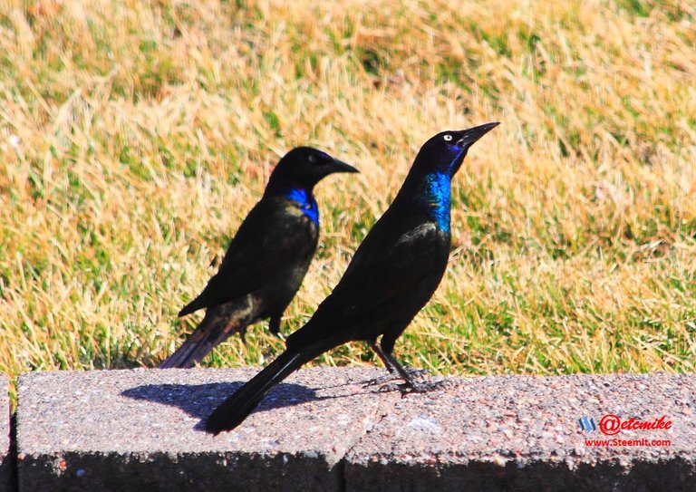 Common Grackle IMG_0140.JPG