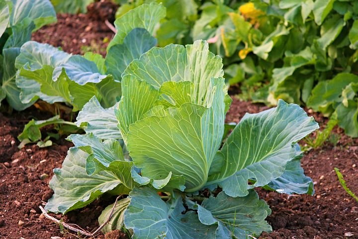 white-cabbage-2770028__480.jpg