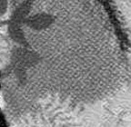 donkey greyscale detail.jpg