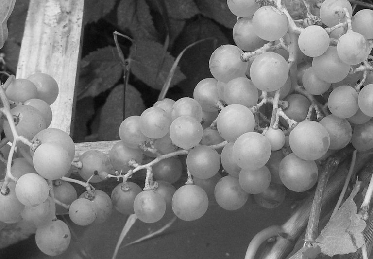Grapes greyscale detail.jpg