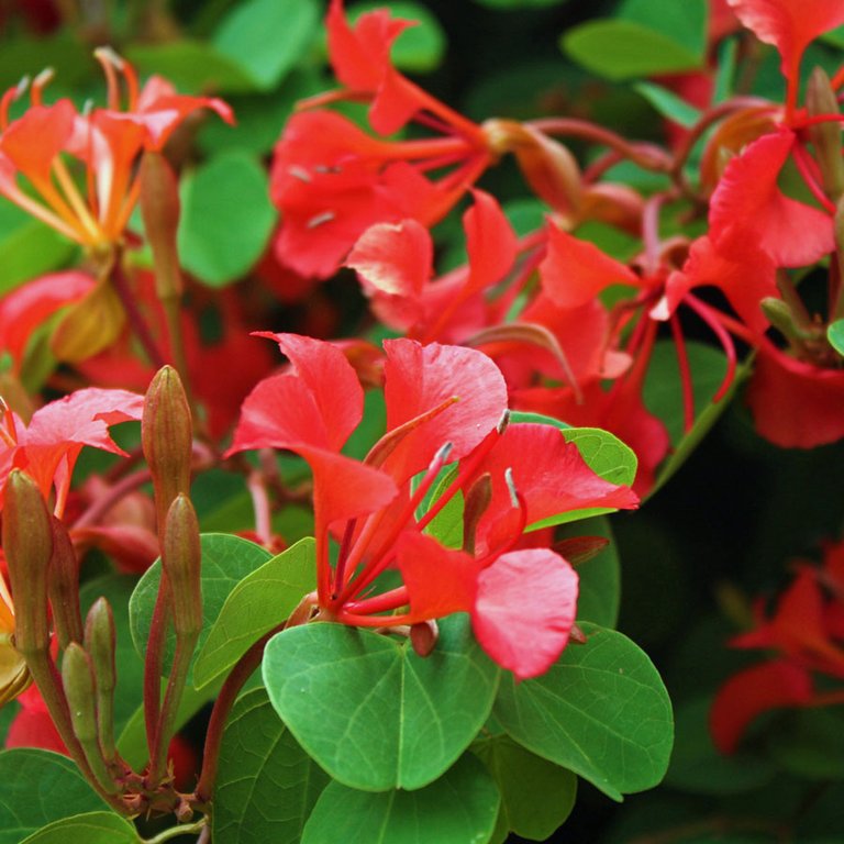 bauhinia-galpinii.jpg