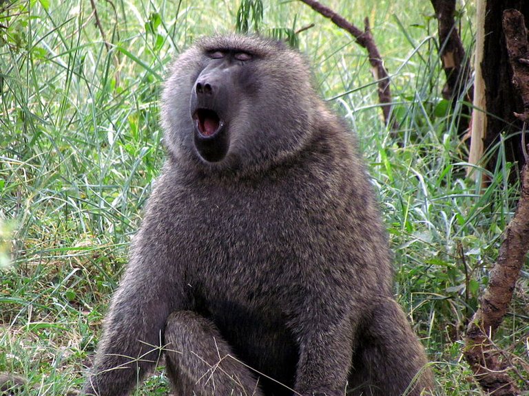 800px-Baboon,_Serengeti-1.jpg