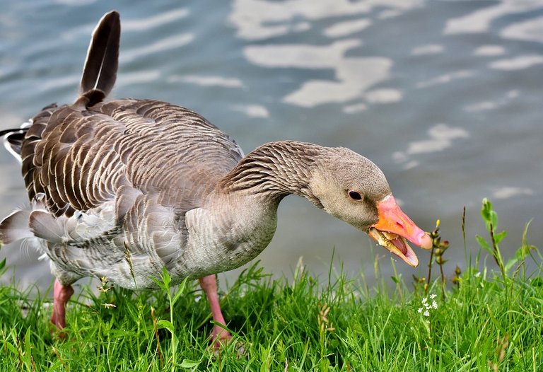 greylag-goose-3411774_960_720.jpg