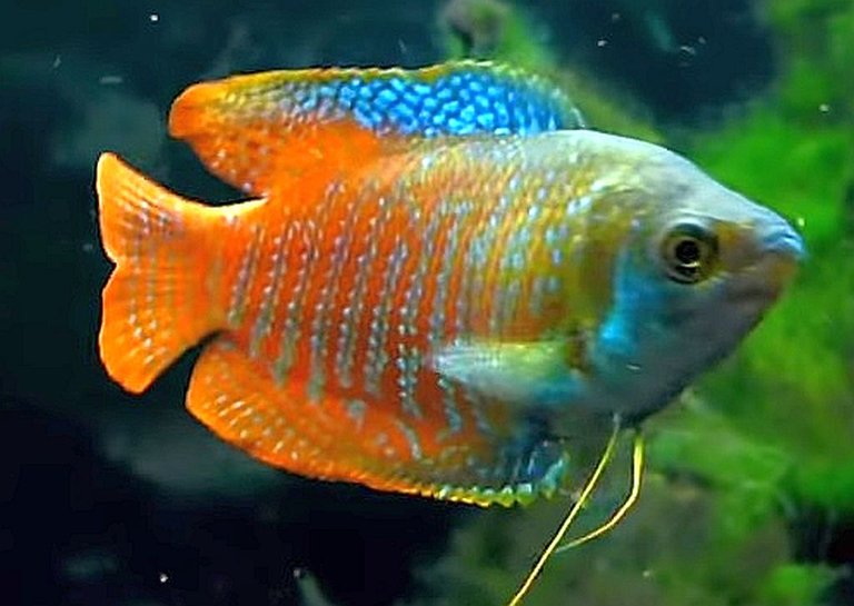 Dwarf-Gourami-Colisa-lalia.jpg