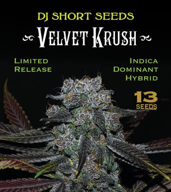 Velvet Krush Seed Package.jpg