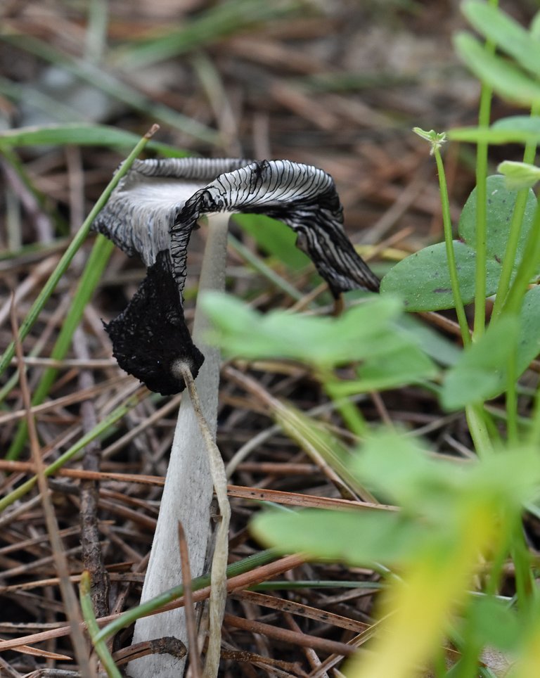 white mushrooms decay 2.jpg