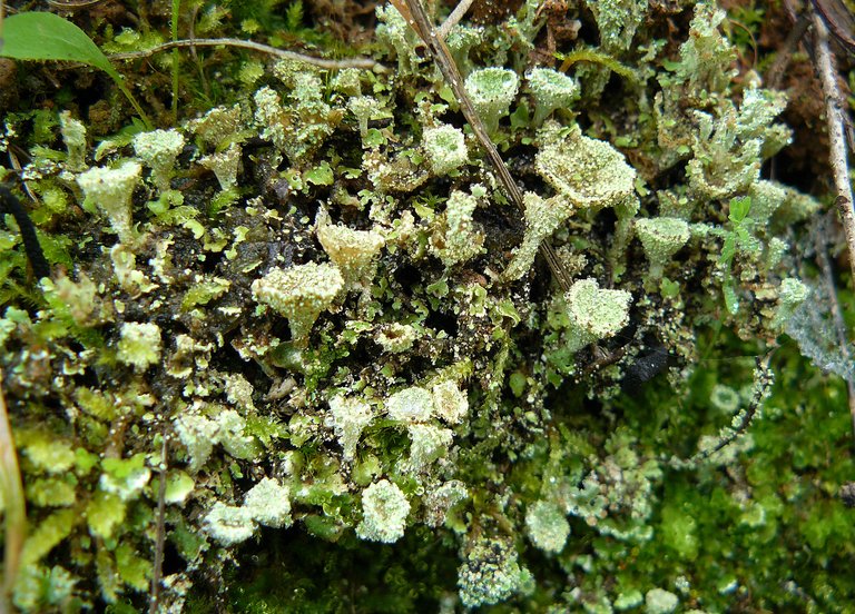 lichen cups lumix 1.jpg