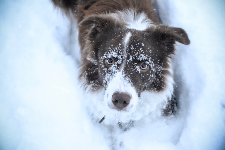 border-collie-4454660_1280.jpg