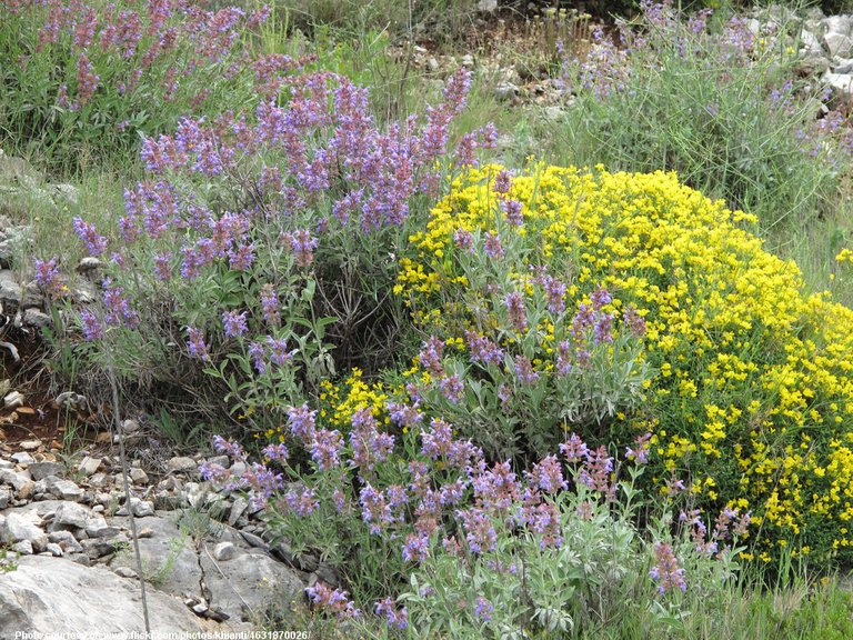 SummerWildflowers-001-090418.jpg