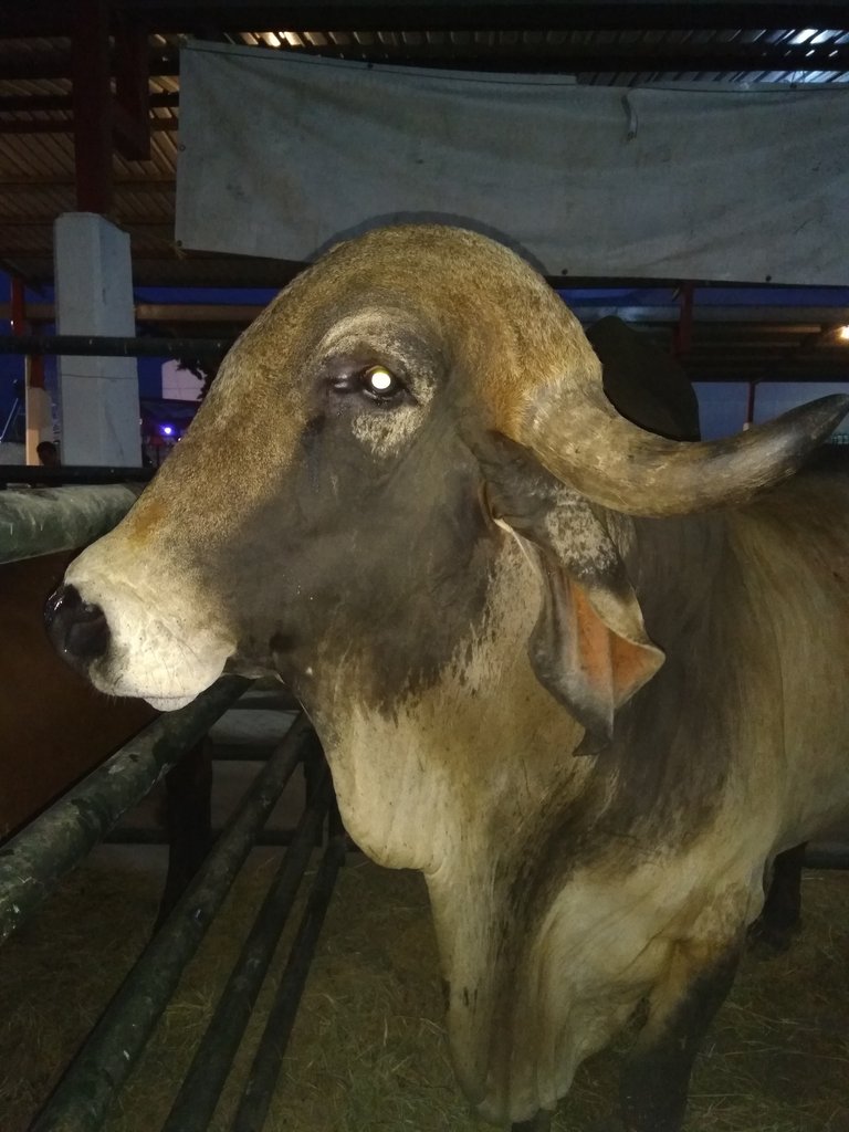 Muñeco (Toro Gyr)