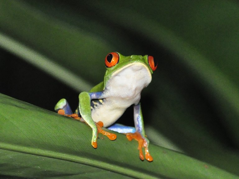 frog-1434425_1280.jpg