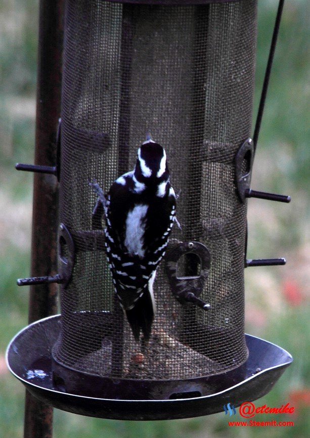 Hairy Woodpecker PFW01-29H.JPG