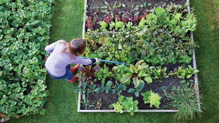 vegetable-garden-for-beginners1.jpg
