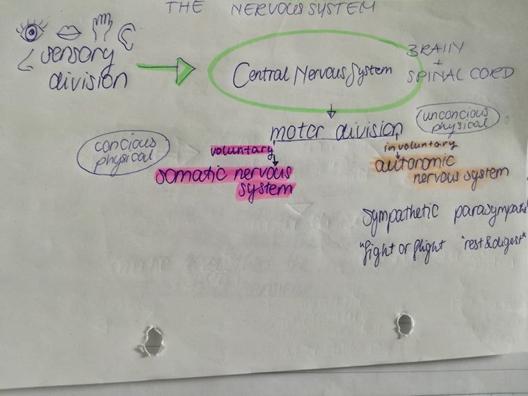 the central nervous system general psychology summary bangkok university steemit annegreat.jpg