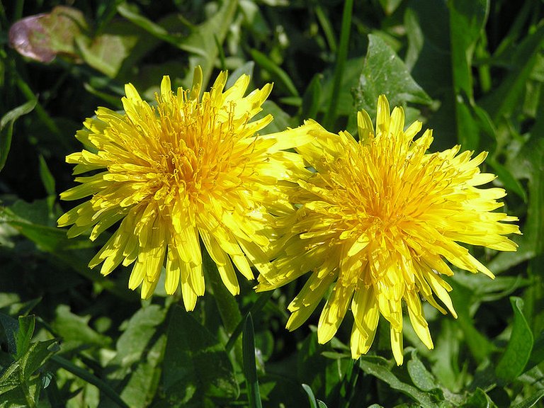 800px-Taraxacum_officinale_36.jpg