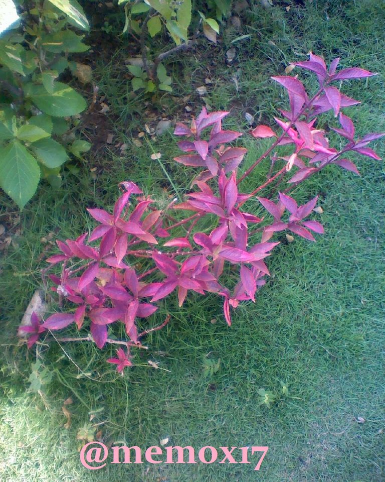 IMG20180929104417.jpg