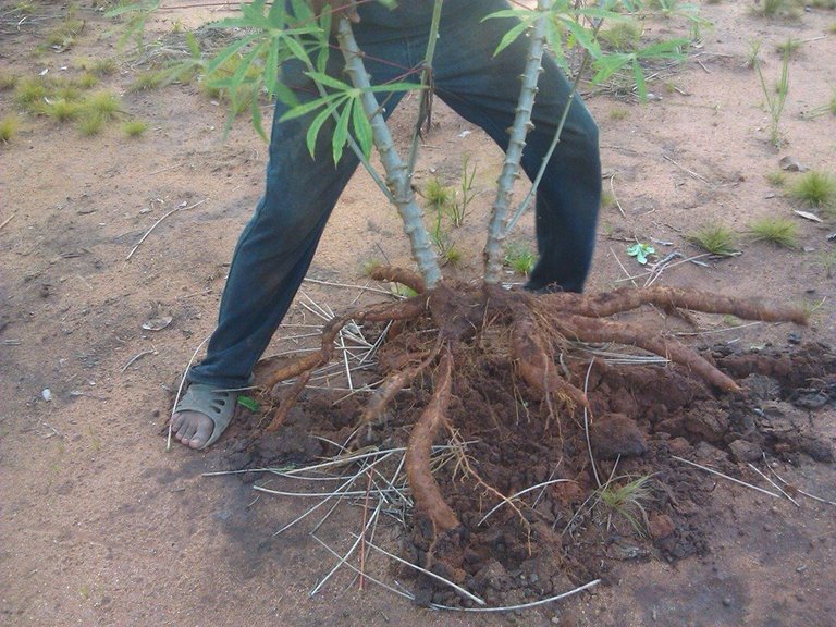 Cosechando la yuca.jpg