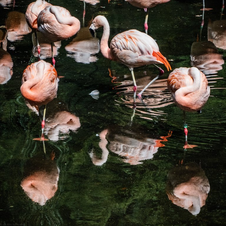 P1060530_LR_Zoo_Dortmund_Flamingos.jpeg