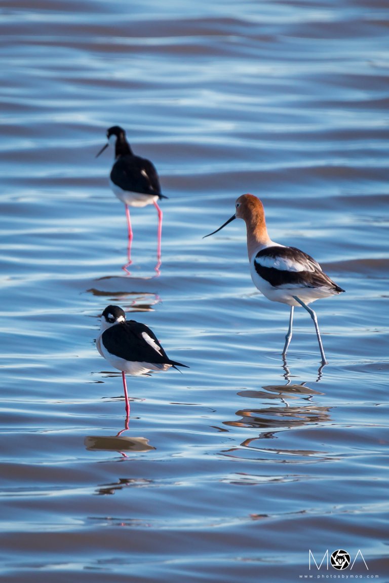 Black-necked Stilts and American Avocet.jpg