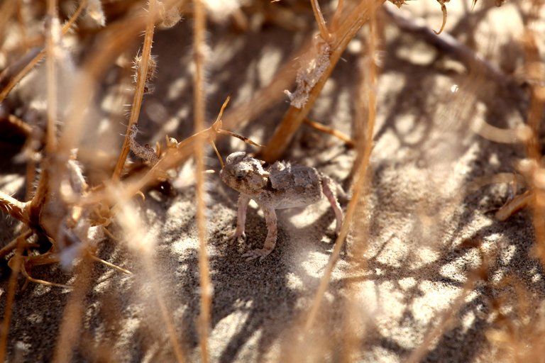 desert creature.jpg