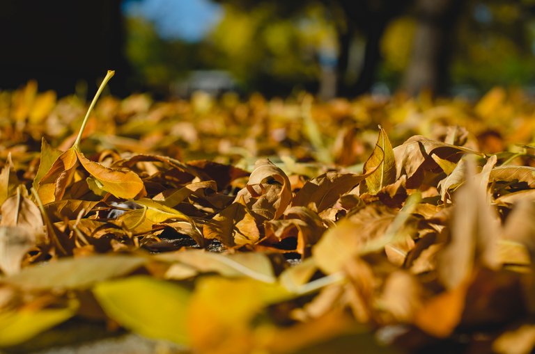 A close up of the cripsy leaves on the ground.JPG