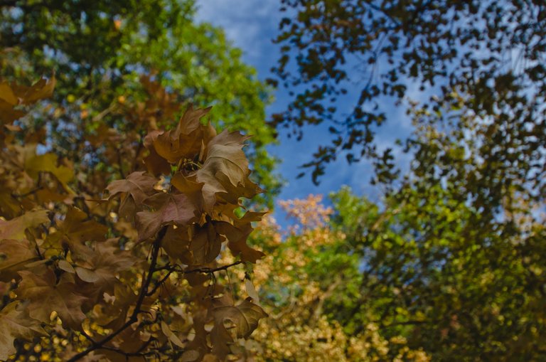 The texture of the changing leaves in the tree.JPG