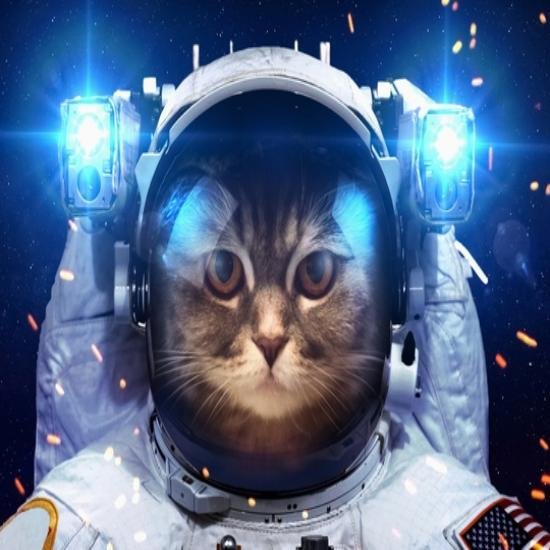 cat in space suit4blessed111.jpg